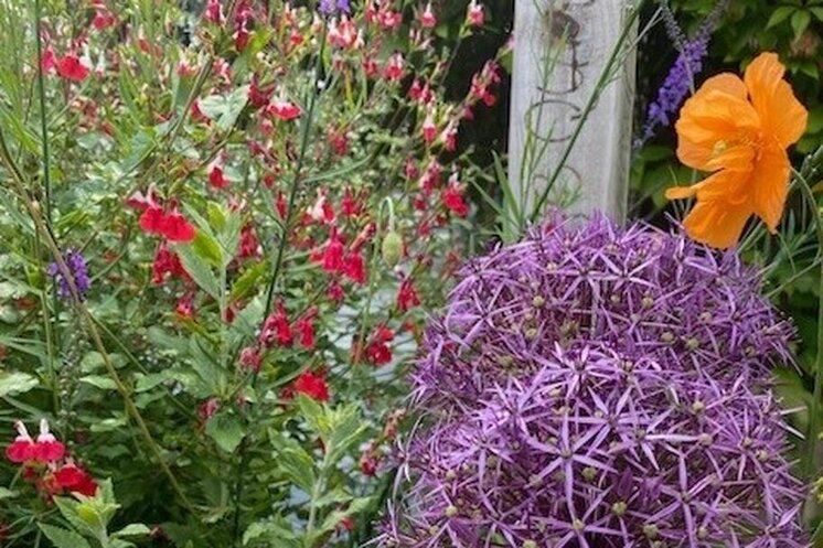 The Recovery Tree Charity - Twigs Summer Open Day 2026