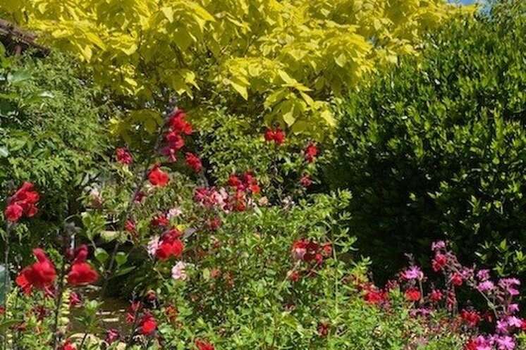 The Recovery Tree Charity - NGS Open Day 19th July 2026