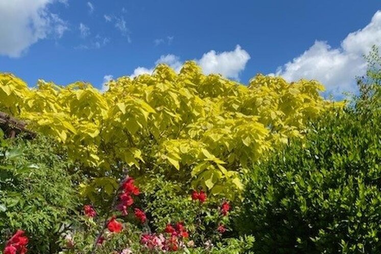 The Recovery Tree Charity - NGS Open Day 17th May 2026