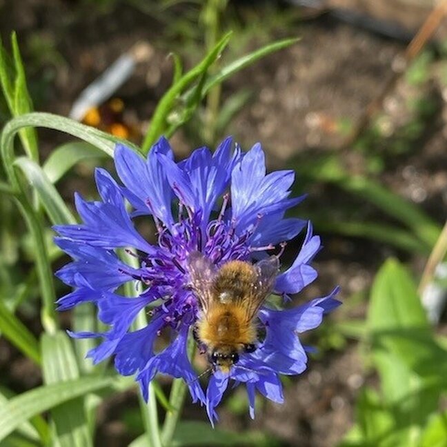 The Recovery Tree Charity - £17,000 Boost for TWIGS from Kingsdown Crematorium
