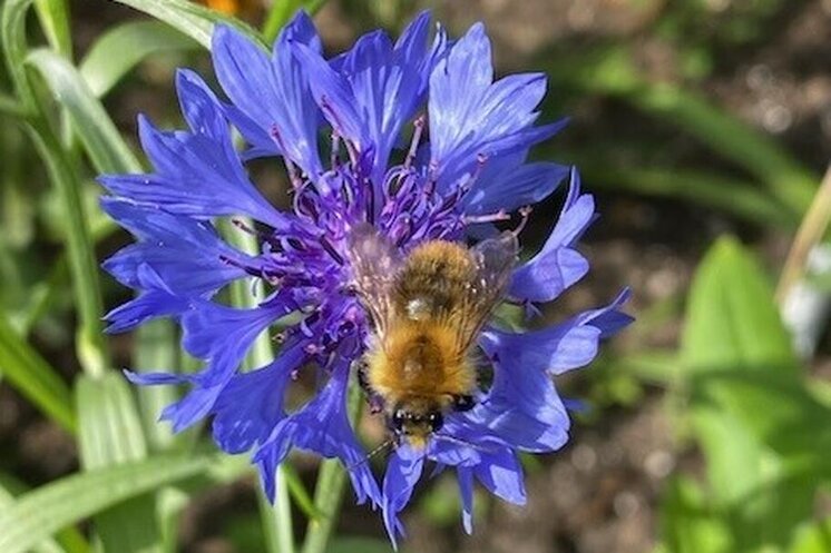 The Recovery Tree Charity - NGS Open Day 17th May 2026